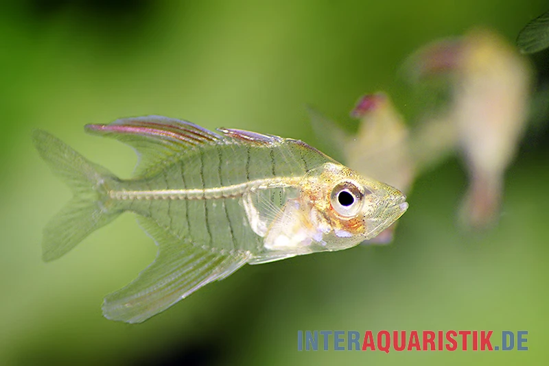 Flammen-Glasbarsch, Gymnochanda Verae 3 Flammen-Glasbarsch, Gymnochanda Verae