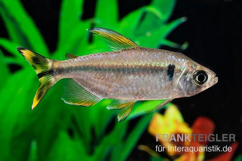 Flammenkongosalmler, Alestopetersius Nigropterus 3 Flammenkongosalmler, Alestopetersius Nigropterus