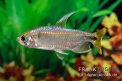 Flammenkongosalmler, Alestopetersius Nigropterus 7 Flammenkongosalmler, Alestopetersius Nigropterus -Heimtierbedarf Flammenkongosalmler Alestopetersius nigropterus 2 1