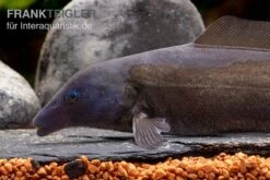 Flaschenmaul-Nilhecht, Mormyrus Longirostris -Heimtierbedarf Flaschenmaul Nilhecht Mormyrus longirostris 1