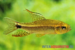 Fleckenschwanzsalmler, Crenuchus Spilurus -Heimtierbedarf Fleckenschwanzsalmler Crenuchus spilurus2