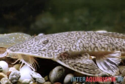 Flunder-Harnischwels, Pseudohemiodon Laticeps