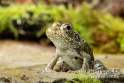 Flussfrosch, Rana Heckscheri 7 Flussfrosch, Rana Heckscheri -Heimtierbedarf Flussfrosch Rana heckscheri 3