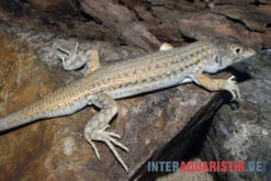 Franseneidechse, Acanthodactylus Boskianus 7 Franseneidechse, Acanthodactylus Boskianus -Heimtierbedarf Franseneidechse Acanthodactylus boskianus 3