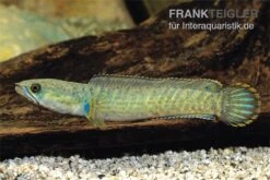 Froschschlangenkopf, Channa Gachua, 4-5 Cm