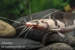 Froschwels Marmor, Clarias Batrachus -Heimtierbedarf Froschwels marmor Clarias batrachus