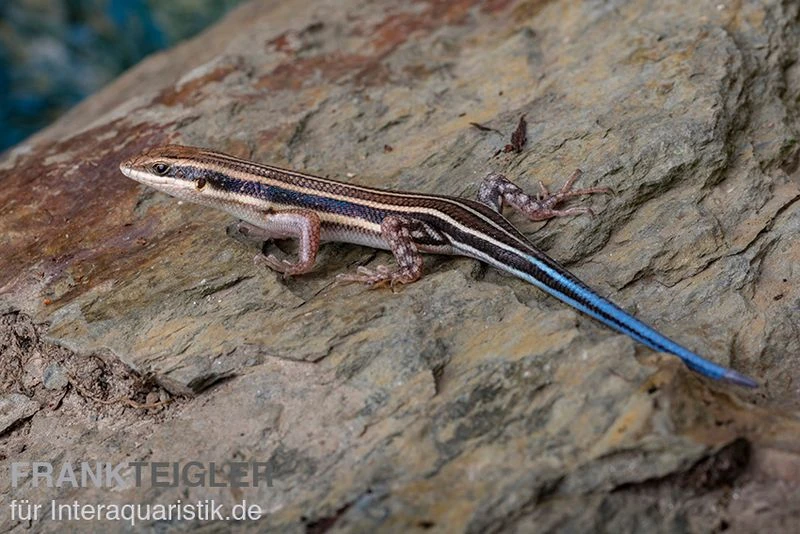Fünfstreifenskink, Trachylepis Quinquetaeniata 3 Fünfstreifenskink, Trachylepis Quinquetaeniata