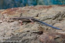 Fünfstreifenskink, Trachylepis Quinquetaeniata 13 Fünfstreifenskink, Trachylepis Quinquetaeniata -Heimtierbedarf Fuenfstreifenskink Trachylepis quinquetaeniata 3 neu jpg