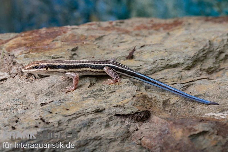 Fünfstreifenskink, Trachylepis Quinquetaeniata 5 Fünfstreifenskink, Trachylepis Quinquetaeniata – Bild 3