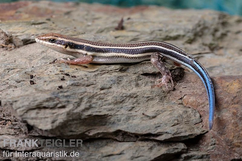 Fünfstreifenskink, Trachylepis Quinquetaeniata 6 Fünfstreifenskink, Trachylepis Quinquetaeniata – Bild 4