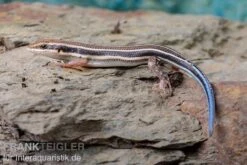Fünfstreifenskink, Trachylepis Quinquetaeniata 15 Fünfstreifenskink, Trachylepis Quinquetaeniata -Heimtierbedarf Fuenfstreifenskink Trachylepis quinquetaeniata 5 neu jpg