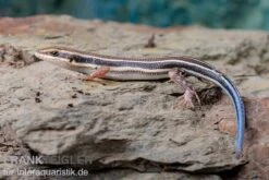 Fünfstreifenskink, Trachylepis Quinquetaeniata 16 Fünfstreifenskink, Trachylepis Quinquetaeniata -Heimtierbedarf Fuenfstreifenskink Trachylepis quinquetaeniata 6 neu jpg