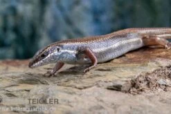 Fünfstreifenskink, Trachylepis Quinquetaeniata 17 Fünfstreifenskink, Trachylepis Quinquetaeniata -Heimtierbedarf Funfstreifenskink Trachylepis quinquetaeniata 2 1