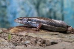 Fünfstreifenskink, Trachylepis Quinquetaeniata 18 Fünfstreifenskink, Trachylepis Quinquetaeniata -Heimtierbedarf Funfstreifenskink Trachylepis quinquetaeniata 2 2
