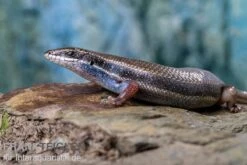 Fünfstreifenskink, Trachylepis Quinquetaeniata 19 Fünfstreifenskink, Trachylepis Quinquetaeniata -Heimtierbedarf Funfstreifenskink Trachylepis quinquetaeniata 2 3