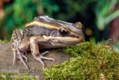 Galam Weißlippen-Frosch, Amnirana Galamensis -Heimtierbedarf Galam Weisslippen Frosch Amnirana galamensis 2