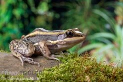 Galam Weißlippen-Frosch, Amnirana Galamensis -Heimtierbedarf Galam Weisslippen Frosch Amnirana galamensis 5