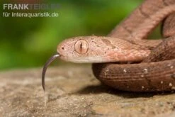 Gansi-Eierschlange, Dasypeltis Gansi -Heimtierbedarf Gansi Eierschlange Dasypeltis gansi neu 4