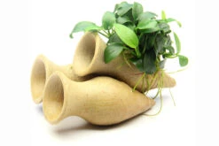 Dennerle Garnelen-Amphore, Anubias Nana "Bonsai" Auf 3er Tonamphore