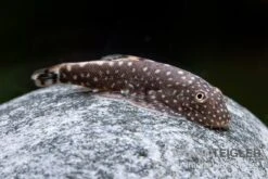 Kleiner Borneo Flossensauger, Pseudogastromyzon Ctenocephalus, 3er Gruppe 6 Kleiner Borneo Flossensauger, Pseudogastromyzon Ctenocephalus, 3er Gruppe -Heimtierbedarf Gastromyzon ctenocephalus 6