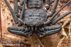 Geißelspinne, Phrynichus Sp. Indonesien -Heimtierbedarf Geisselspinne Phrynichus sp Indonesien 2