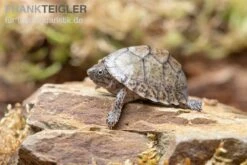 Gekielte Moschusschildkröte, Kinosternon Carinatum -Heimtierbedarf Gekielte Moschusschildkroete Kinosternon spec