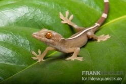 Streifengecko, Gekko Vittatus -Heimtierbedarf Gekko vittatus RECFT02574