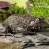 Gekrönter Ochsenfrosch, Hoplobatrachus Occipitalis -Heimtierbedarf Gekroenter Ochsenfrosch Hoplobatrachus occipitalis 1