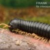 Gelbfüssiger Tausendfüßer, Microtrullius Uncinatus 1 Gelbfüssiger Tausendfüßer, Microtrullius Uncinatus -Heimtierbedarf Gelbfuessiger Tausendfuesser Microtrullius uncinatus 1