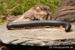 Gelbfüssiger Tausendfüßer, Microtrullius Uncinatus 8 Gelbfüssiger Tausendfüßer, Microtrullius Uncinatus -Heimtierbedarf Gelbfuessiger Tausendfuesser Microtrullius uncinatus 3