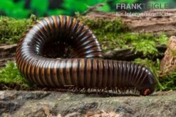 Gelbgebänderter Riesentausendfüßer, Pelmatojulus Ligulatus -Heimtierbedarf Gelbgebaenderter Riesentausendfuesser Pelmatojulus ligulatus 3