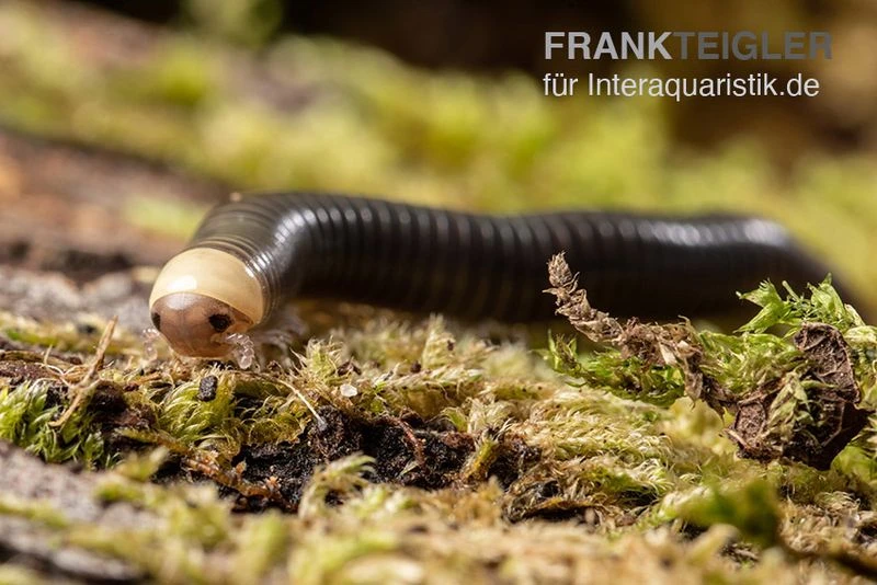 Gelbkopf Tausendfüßer, Spirobolus Sp. "Yellow Head" 3 Gelbkopf Tausendfüßer, Spirobolus Sp. "Yellow Head"