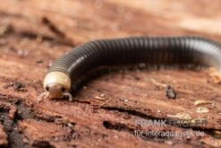 Gelbkopf Tausendfüßer, Spirobolus Sp. "Yellow Head" 11 Gelbkopf Tausendfüßer, Spirobolus Sp. "Yellow Head" -Heimtierbedarf Gelbkopf Tausendfuesser Spirobolus sp Yellow Head 5