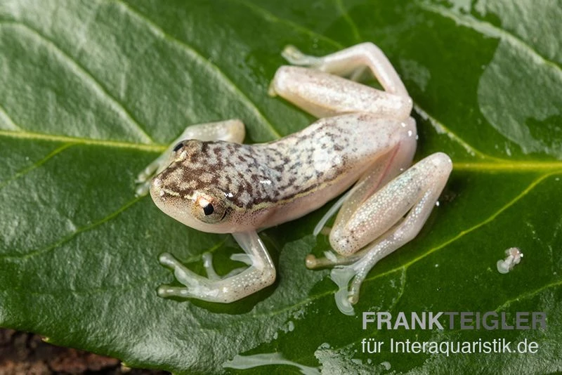 Gelbpunktriedfrosch, Heterixalus Alboguttatus 3 Gelbpunktriedfrosch, Heterixalus Alboguttatus