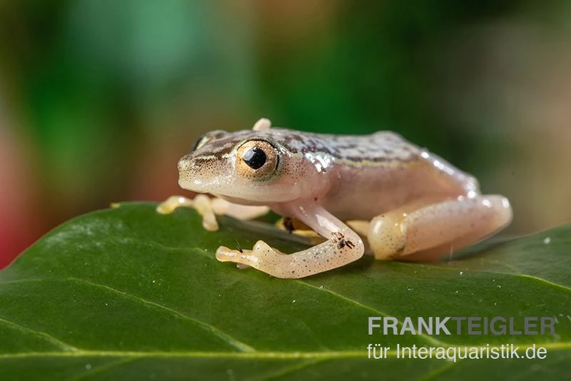 Gelbpunktriedfrosch, Heterixalus Alboguttatus 4 Gelbpunktriedfrosch, Heterixalus Alboguttatus – Bild 2