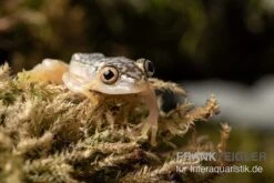 Gelbpunktriedfrosch, Heterixalus Alboguttatus 7 Gelbpunktriedfrosch, Heterixalus Alboguttatus -Heimtierbedarf Gelbpunktriedfrosch Heterixalus alboguttatus 3