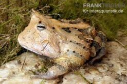 Gemalter Hornfrosch (red), Ceratophrys Cornuta -Heimtierbedarf Gemalter Hornfrosch Ceratophrys cornuta 1