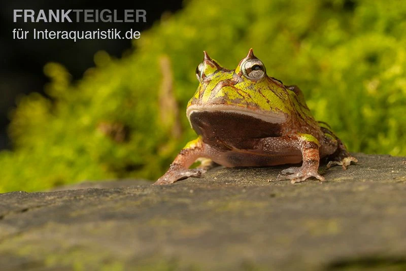 Gemalter Hornfrosch (grün), Ceratophrys Cornuta Green 4 Gemalter Hornfrosch (grün), Ceratophrys Cornuta Green – Bild 2
