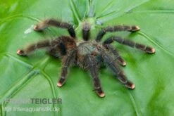 Gemeine Vogelspinne, Avicularia Avicularia -Heimtierbedarf Gemeine Vogelspinne Avicularia avicularia