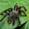 Gemeine Vogelspinne, Avicularia Avicularia -Heimtierbedarf Gemeine Vogelspinne Avicularia avicularia2