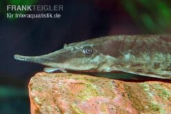 Gemeiner Bartwels, Sturisoma Barbatum 9 Gemeiner Bartwels, Sturisoma Barbatum -Heimtierbedarf Gemeiner Bartwels Sturisoma barbatum 1