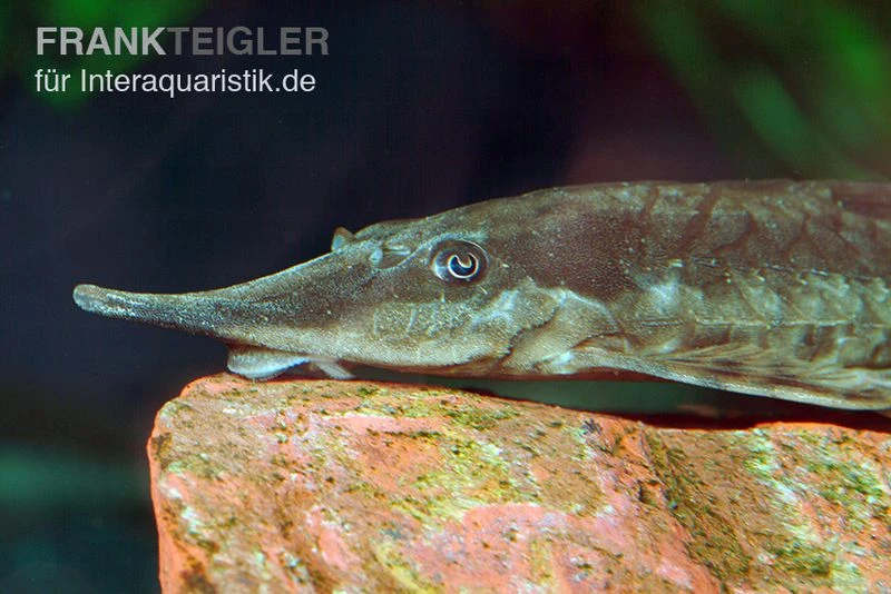 Gemeiner Bartwels, Sturisoma Barbatum 6 Gemeiner Bartwels, Sturisoma Barbatum – Bild 4