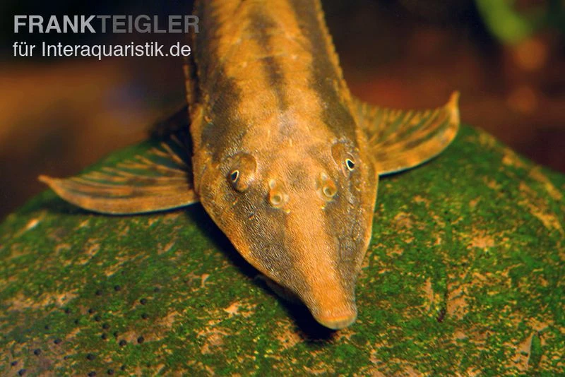 Gemeiner Bartwels, Sturisoma Barbatum 3 Gemeiner Bartwels, Sturisoma Barbatum