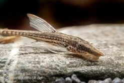 Gemeiner Bartwels, Sturisoma Barbatum 7 Gemeiner Bartwels, Sturisoma Barbatum -Heimtierbedarf Gemeiner Bartwels Sturisoma barbatum neu 1