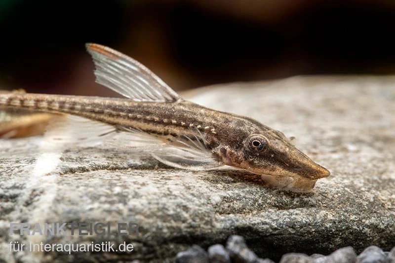 Gemeiner Bartwels, Sturisoma Barbatum 4 Gemeiner Bartwels, Sturisoma Barbatum – Bild 2