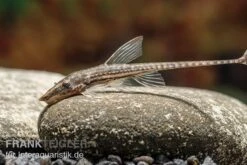 Gemeiner Bartwels, Sturisoma Barbatum 8 Gemeiner Bartwels, Sturisoma Barbatum -Heimtierbedarf Gemeiner Bartwels Sturisoma barbatum neu 2