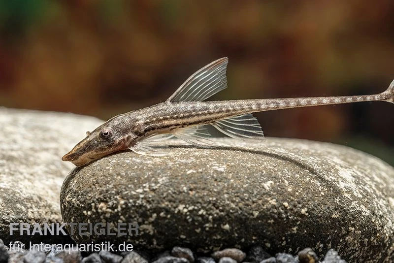 Gemeiner Bartwels, Sturisoma Barbatum 5 Gemeiner Bartwels, Sturisoma Barbatum – Bild 3