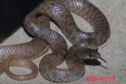 Geoffroy-Renner, Platyceps Florulentus 7 Geoffroy-Renner, Platyceps Florulentus -Heimtierbedarf Geoffroy Renner Platyceps florulentus 3