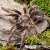 Gestreifte Guatemala-Vogelspinne, Aphonopelma Seemanni -Heimtierbedarf Gestreifte Guatemala Vogelspinne Aphonopelma seemanni 1