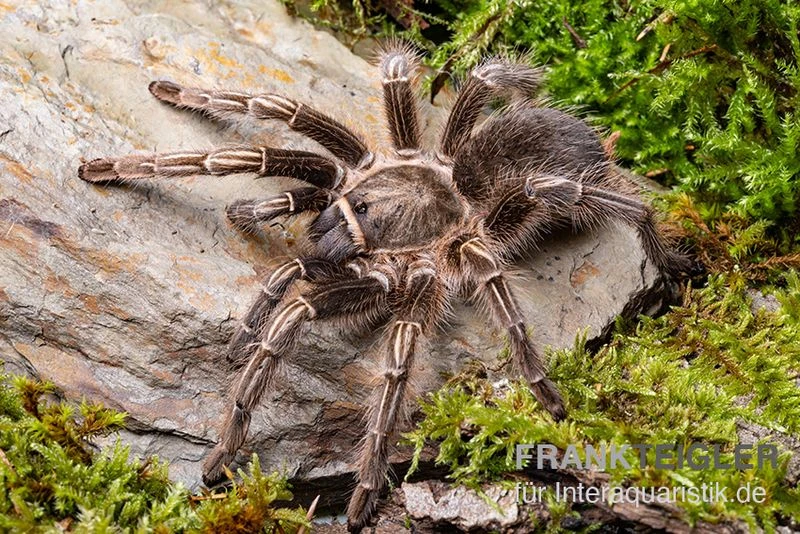 Gestreifte Guatemala-Vogelspinne, Aphonopelma Seemanni 3 Gestreifte Guatemala-Vogelspinne, Aphonopelma Seemanni